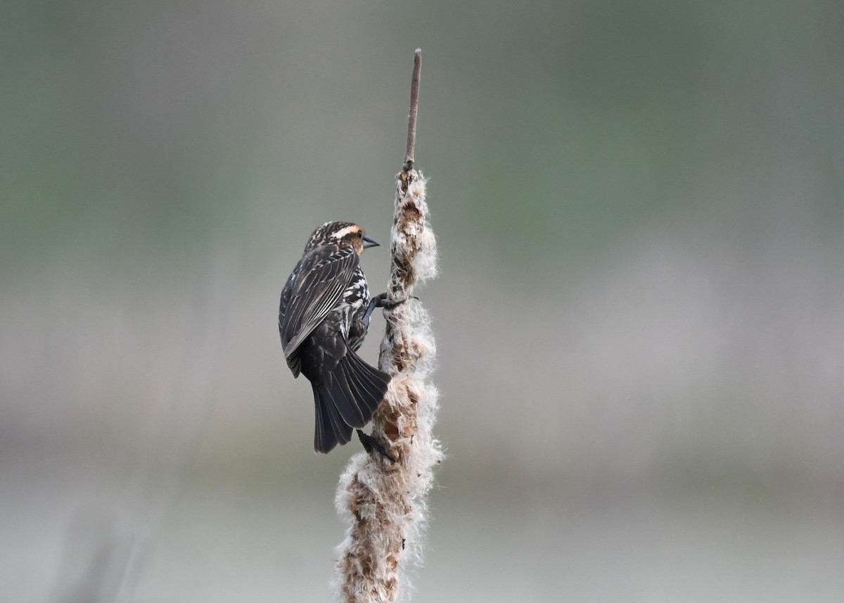 Red-winged Blackbird - ML637314356