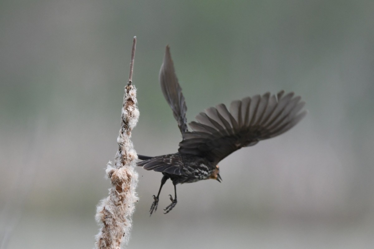 Red-winged Blackbird - ML637314357