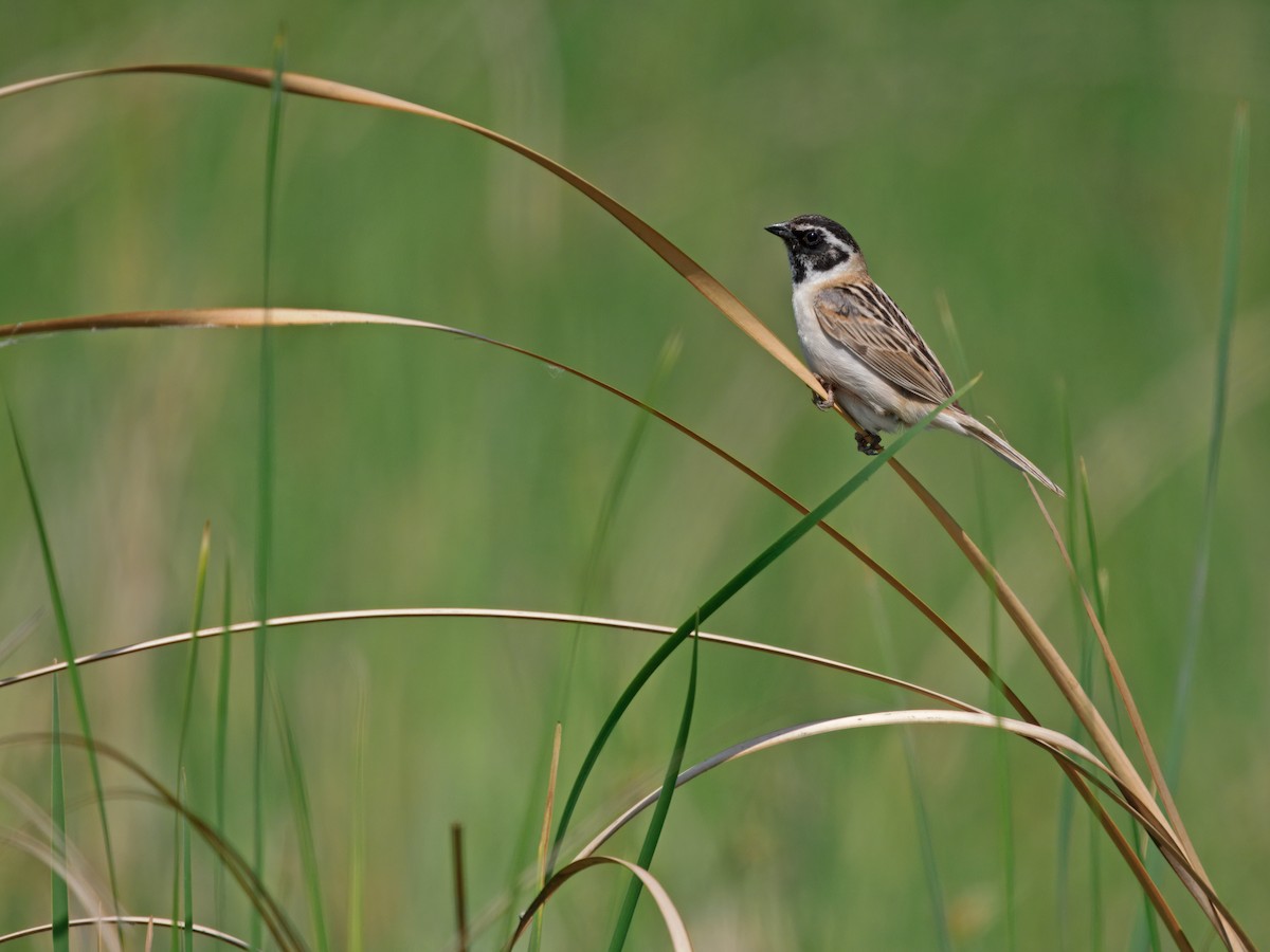 Ochre-rumped Bunting - ML637314414