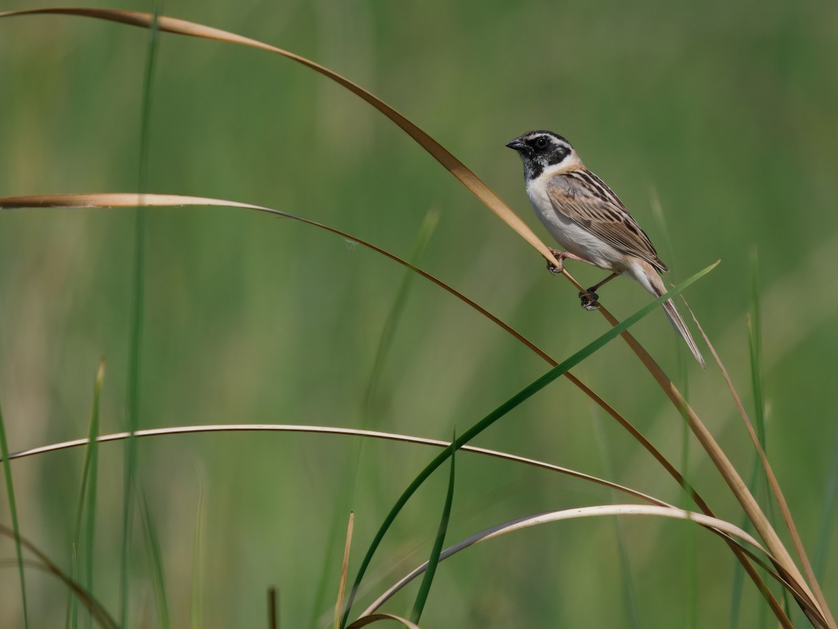 Ochre-rumped Bunting - ML637314415