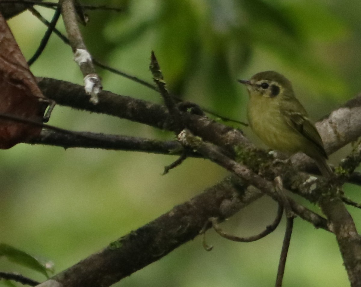 Sao Paulo Bristle-Tyrant - ML637314416