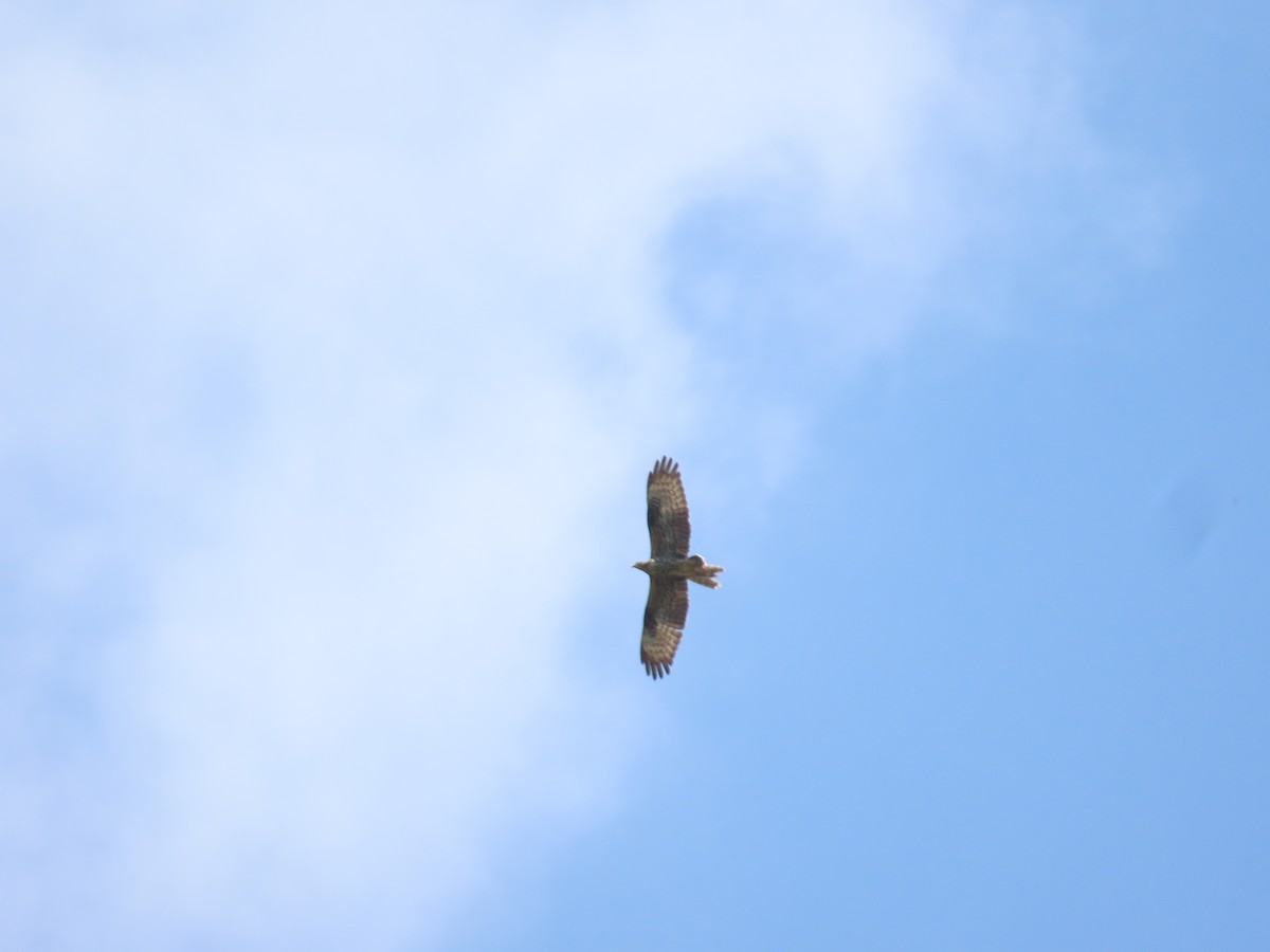 African Cuckoo-Hawk - ML637314463
