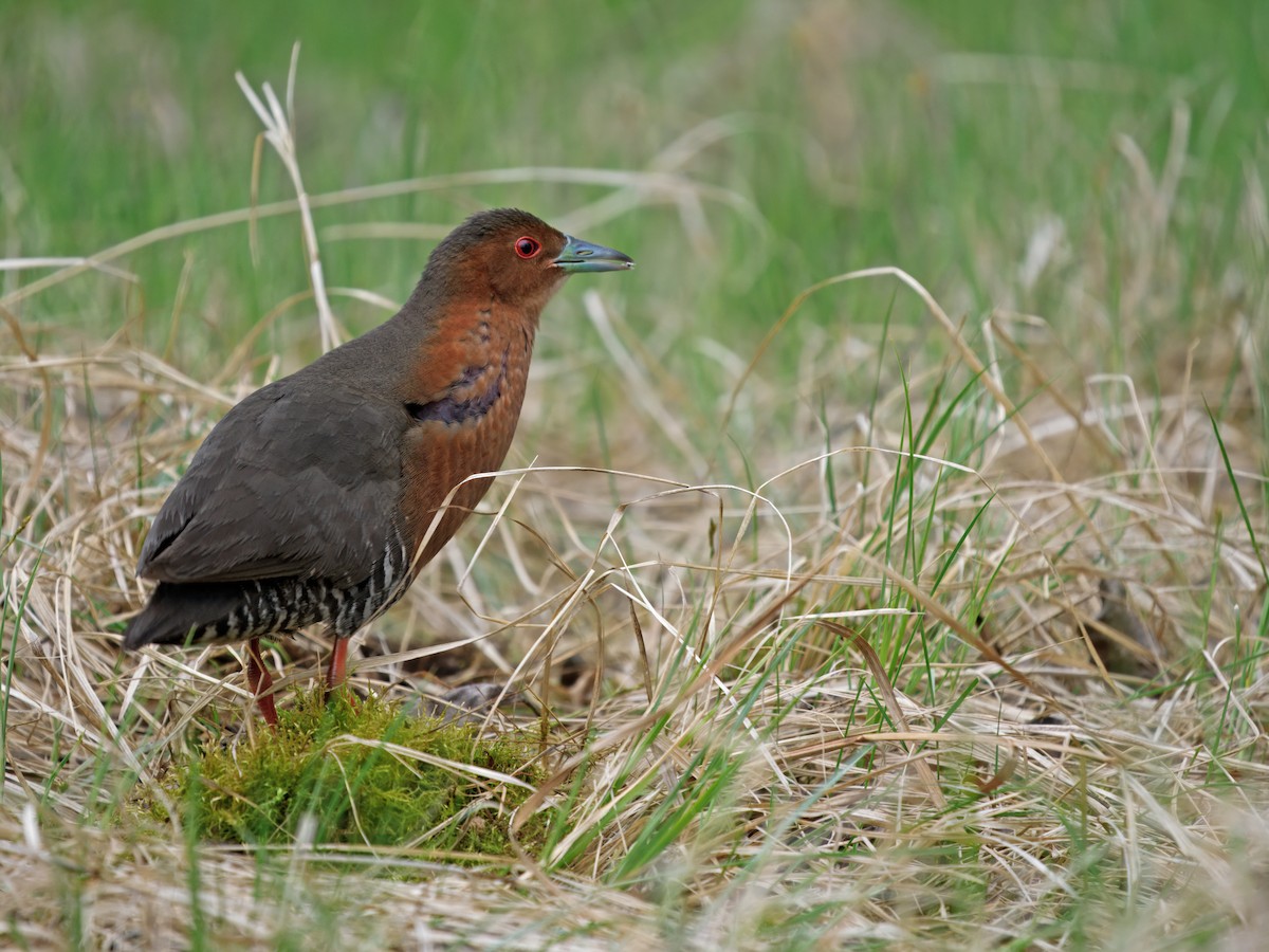 Band-bellied Crake - ML637314480