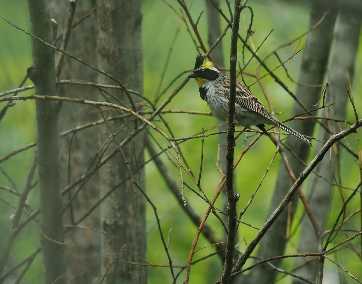 Yellow-throated Bunting - ML637314491