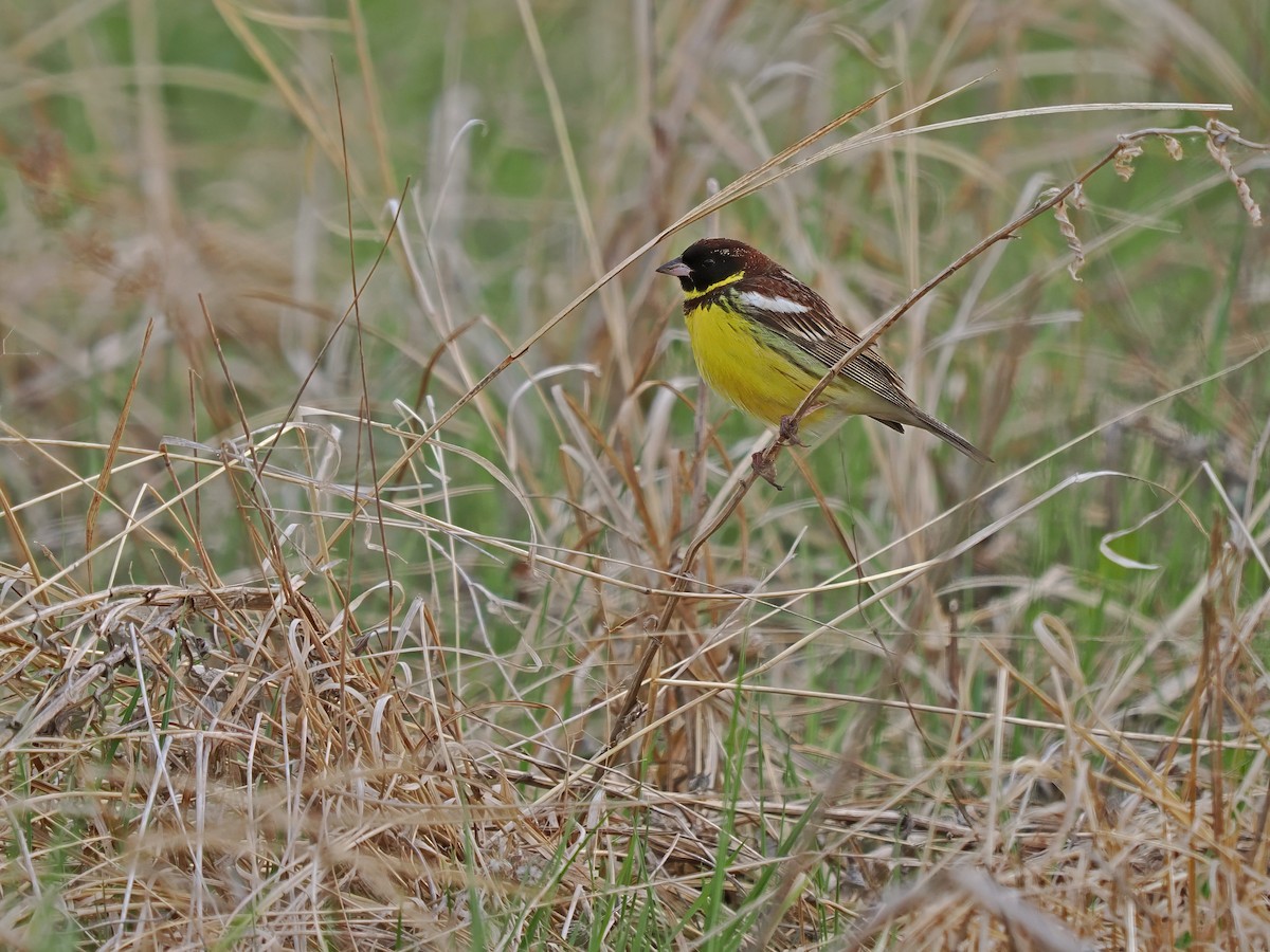 Yellow-breasted Bunting - ML637314493