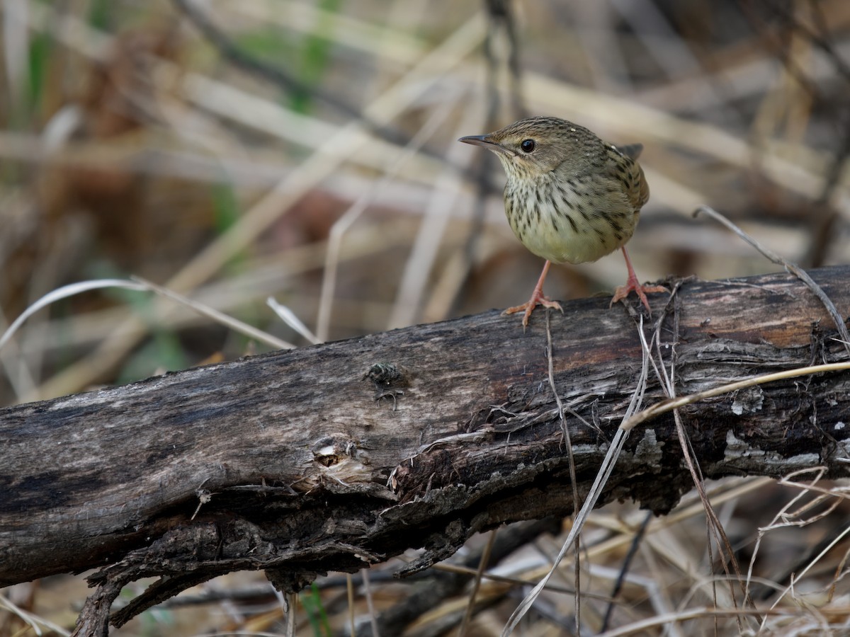 Lanceolated Warbler - ML637314500