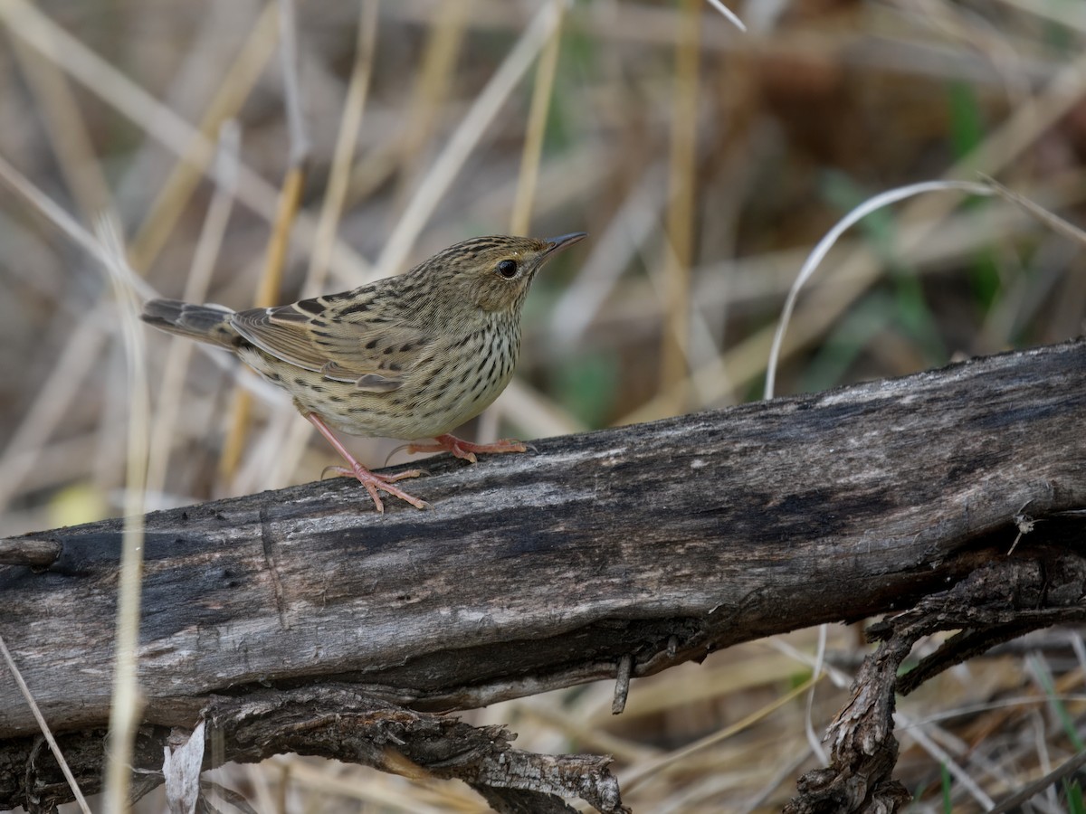 Lanceolated Warbler - ML637314501