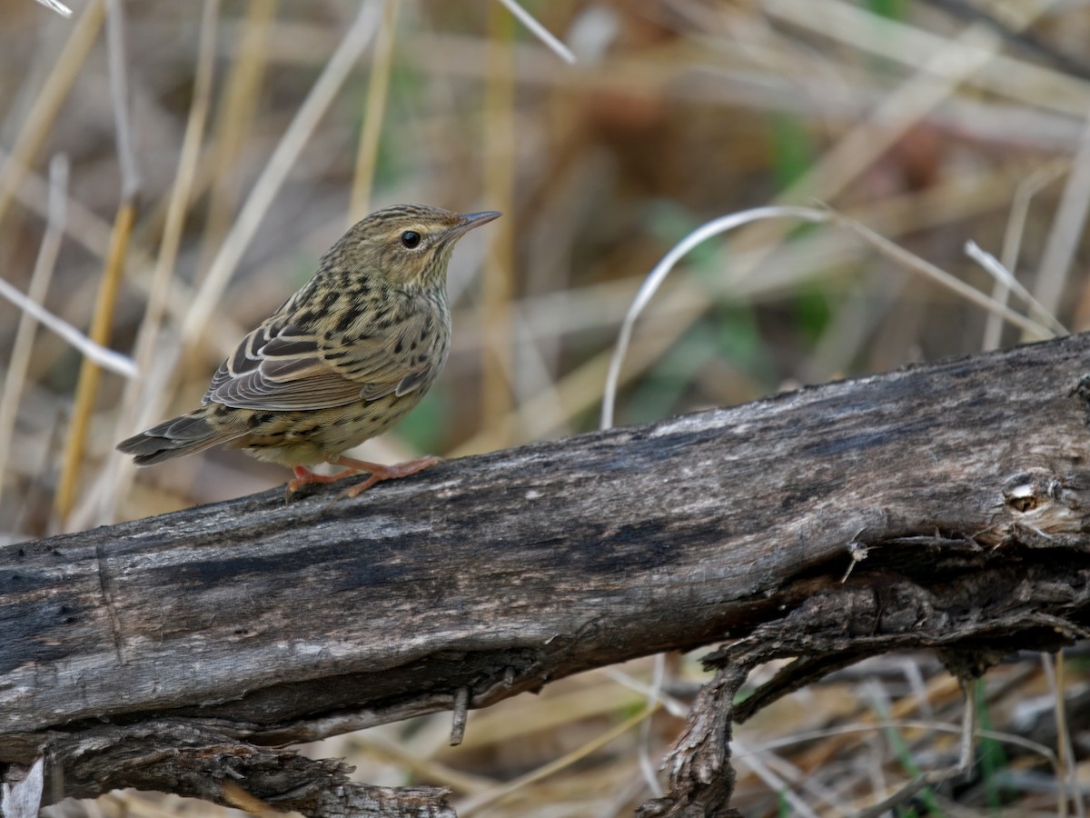Lanceolated Warbler - ML637314502