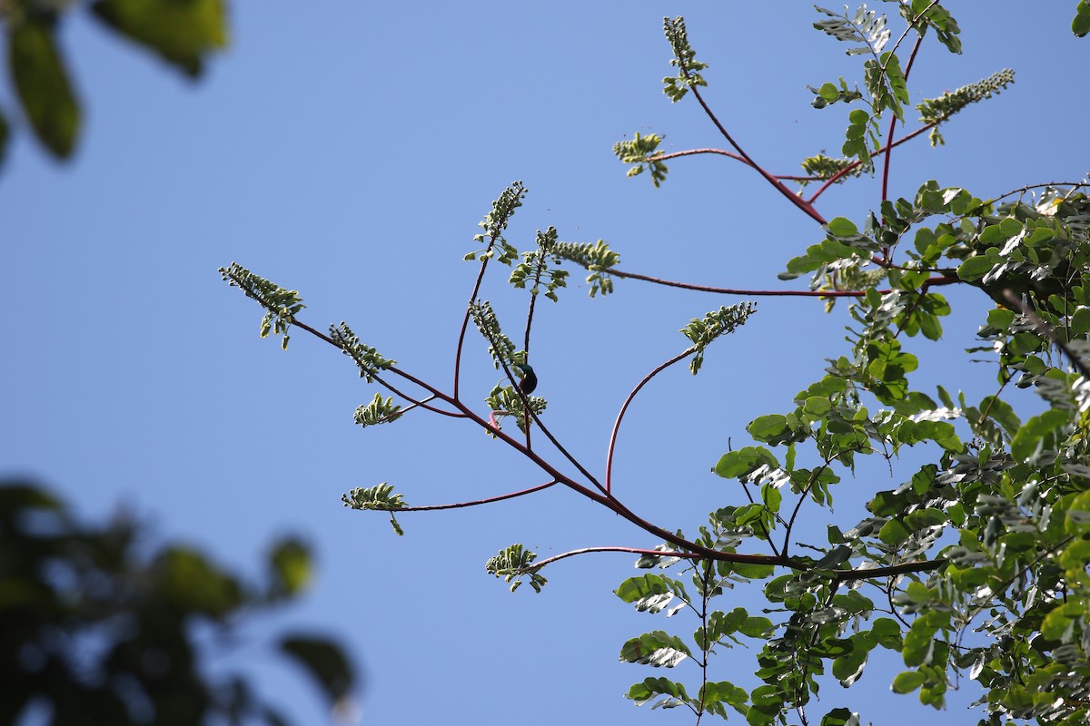 Van Hasselt's Sunbird - ML637314544