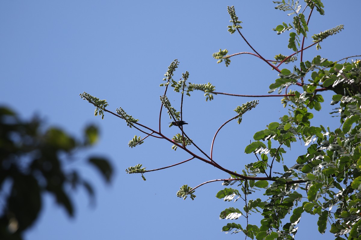 Van Hasselt's Sunbird - ML637314545