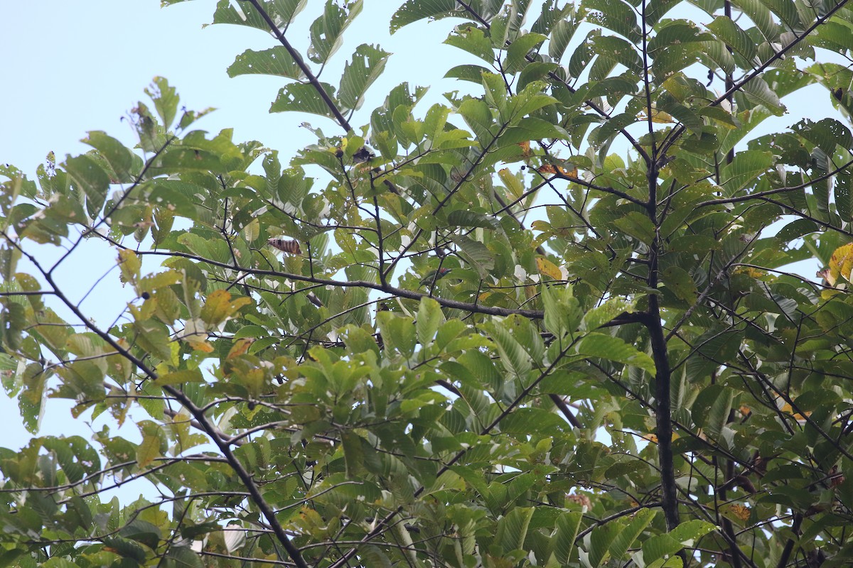 Black-eared Barbet - ML637314571