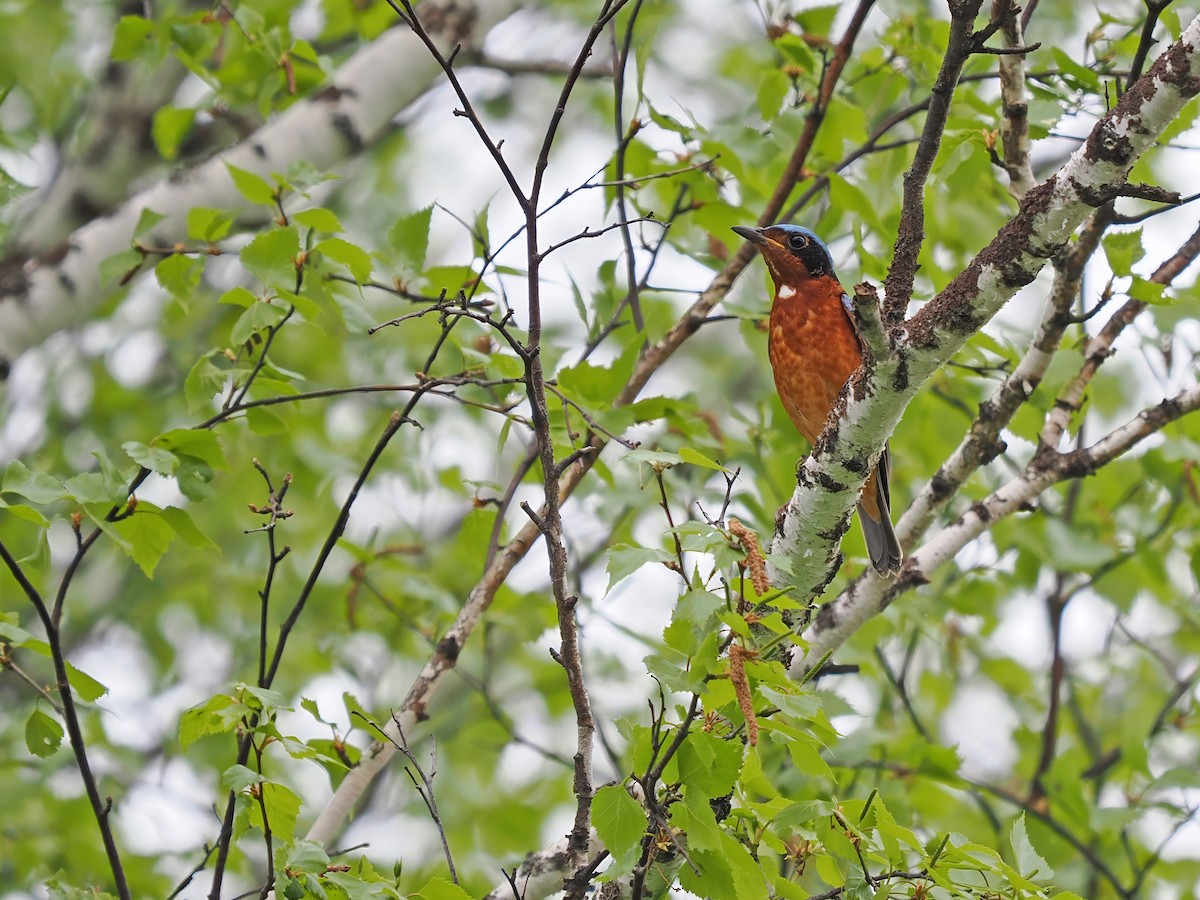White-throated Rock-Thrush - ML637314572