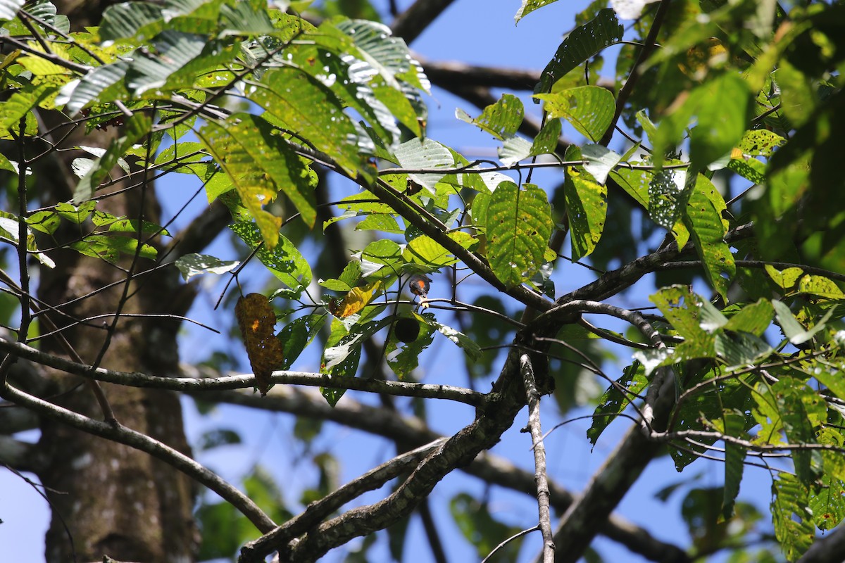 Fiery Minivet - ML637314606