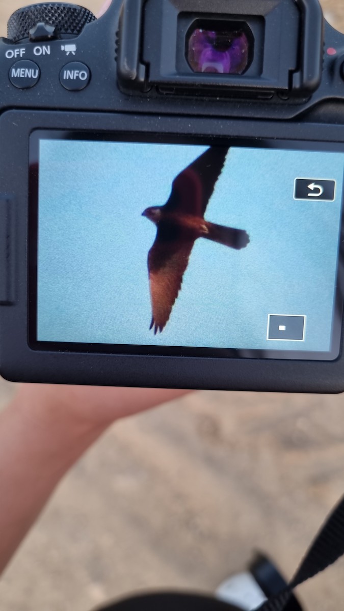 エレオノラハヤブサ - ML637314611