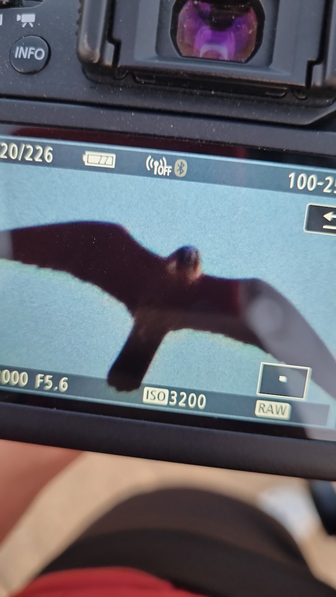 エレオノラハヤブサ - ML637314613