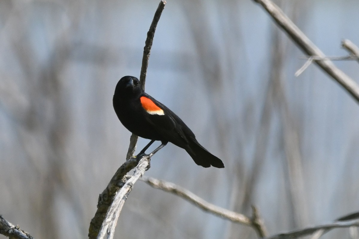 Red-winged Blackbird - ML637314714
