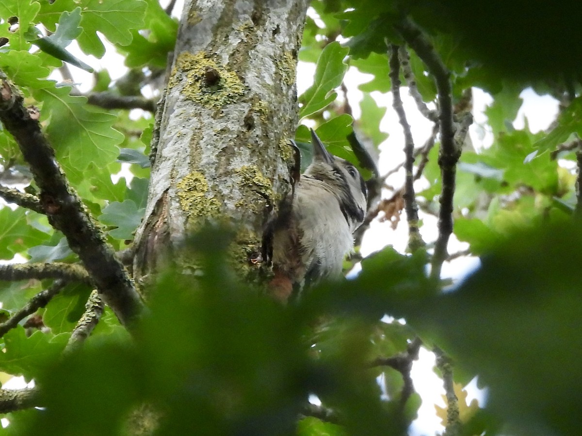 Great Spotted Woodpecker - ML637314731