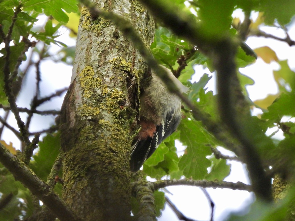 Great Spotted Woodpecker - ML637314732