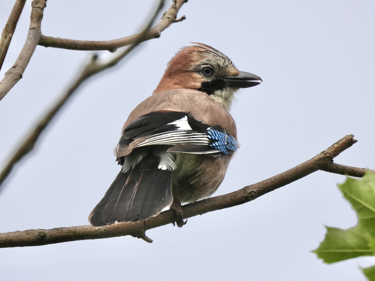 Eurasian Jay - ML637314744