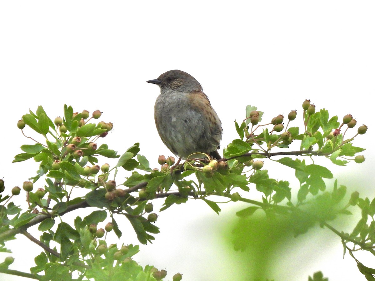Dunnock - ML637314764