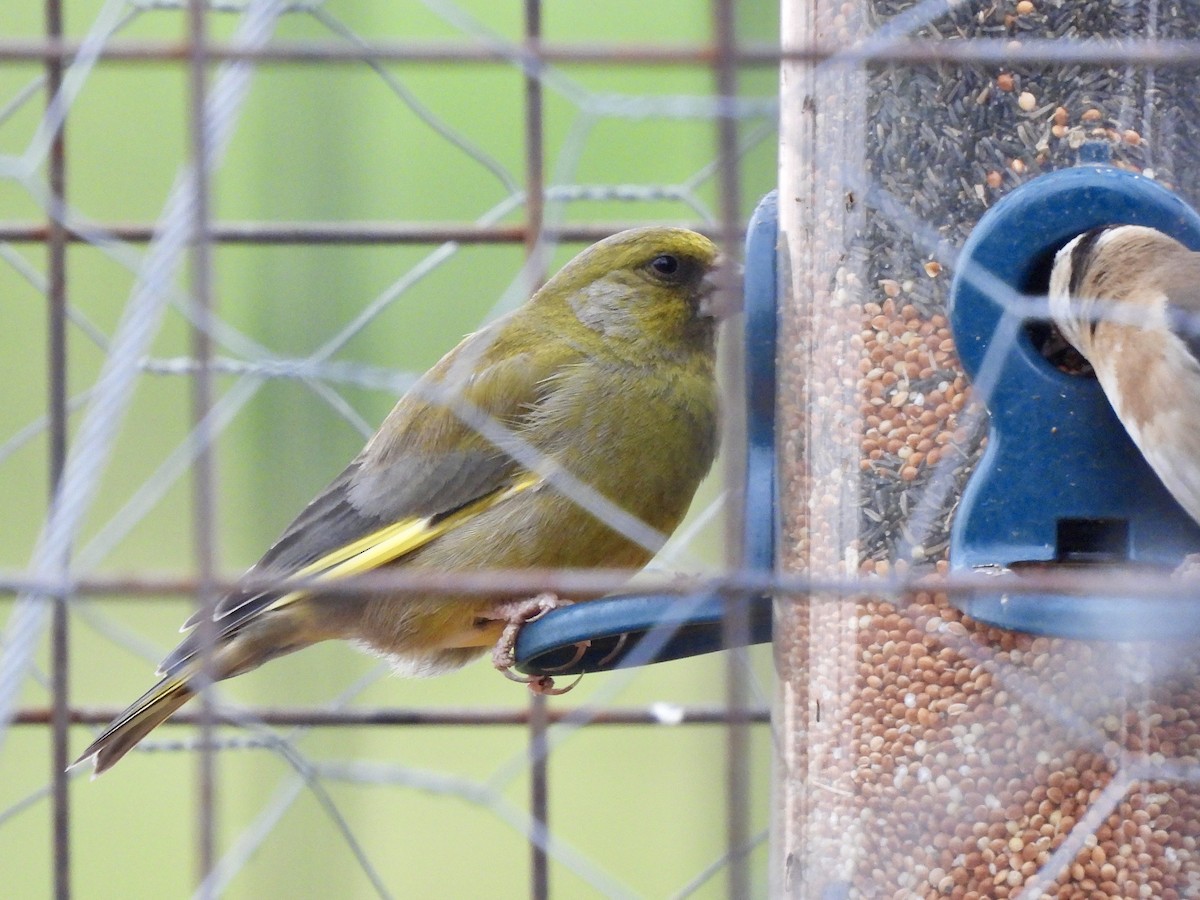 European Greenfinch - ML637314769