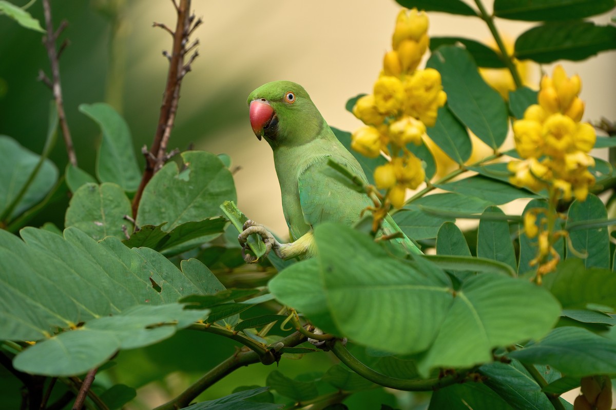 Rose-ringed Parakeet - ML637314784