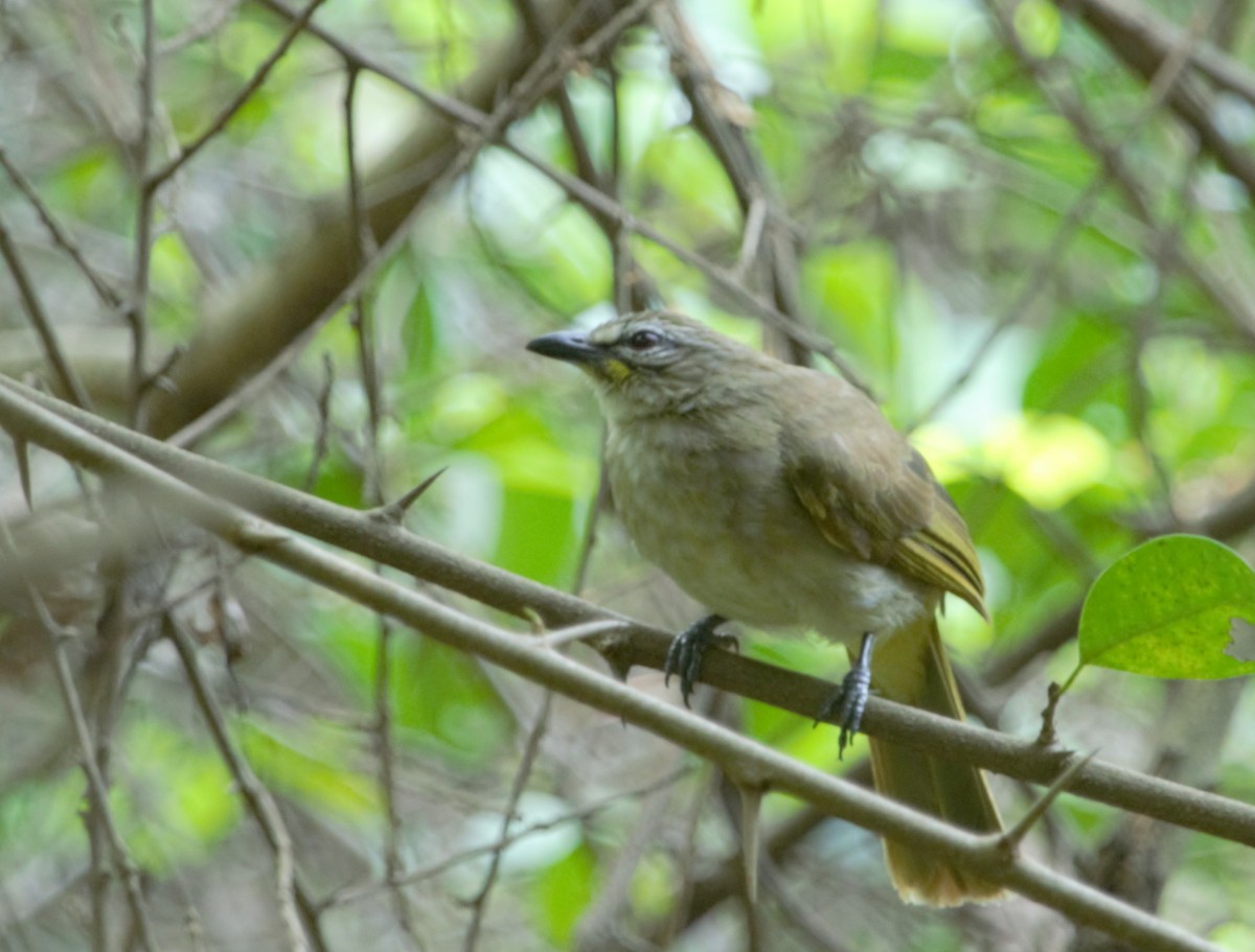White-browed Bulbul - ML637314822
