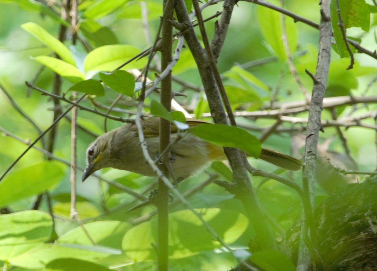 White-browed Bulbul - ML637314823