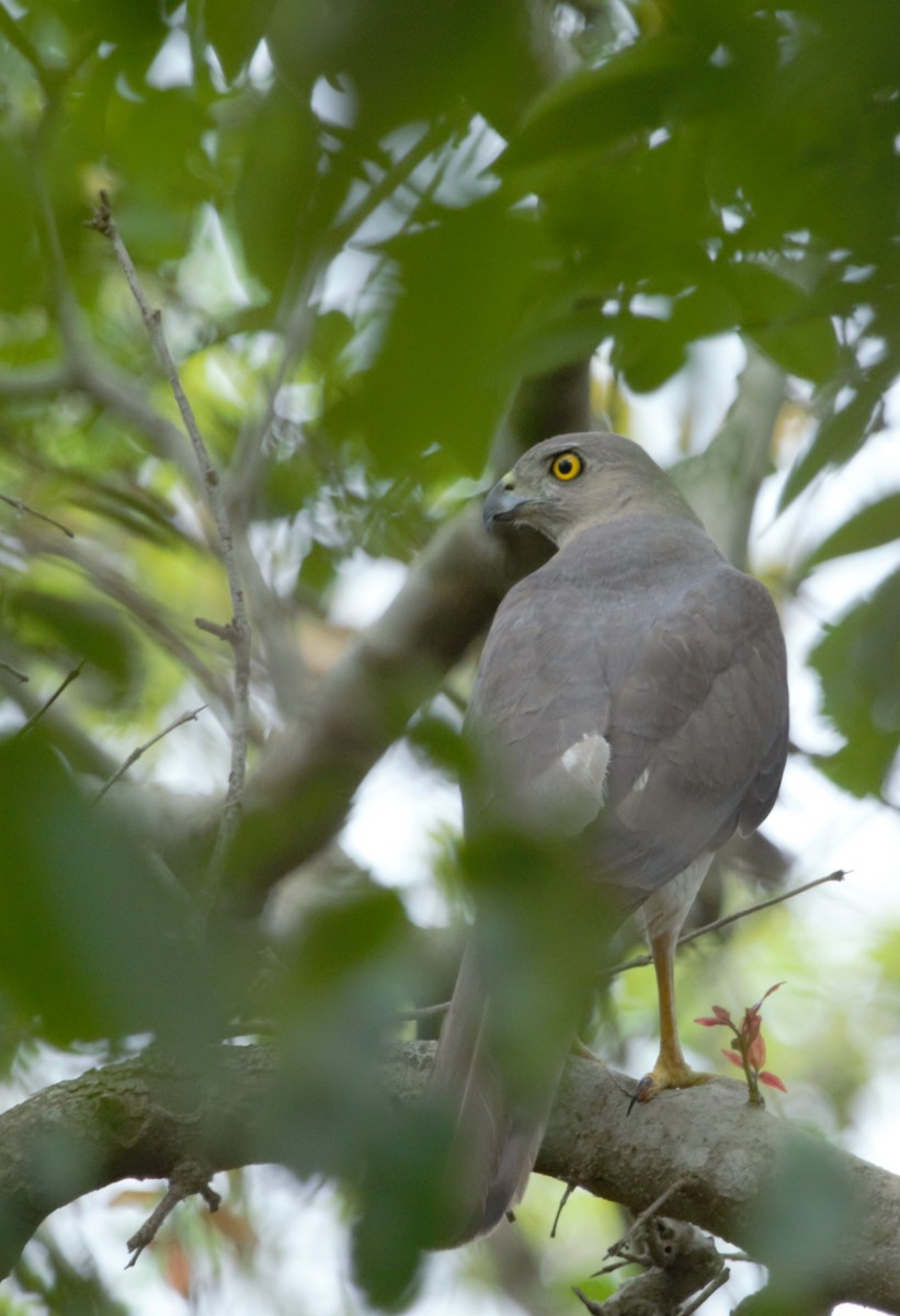 Shikra - ML637314862