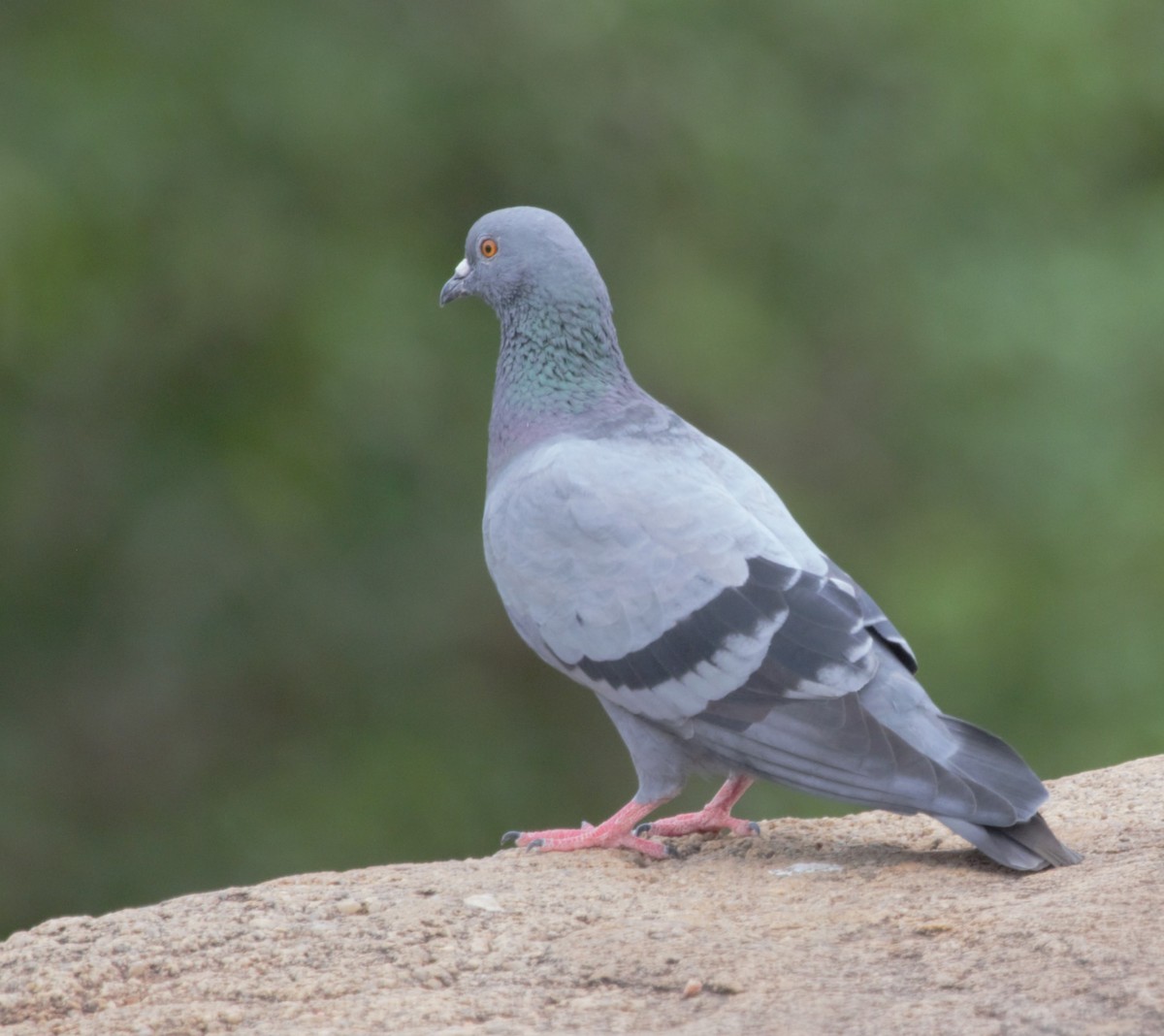 Rock Pigeon (Feral Pigeon) - ML637314864