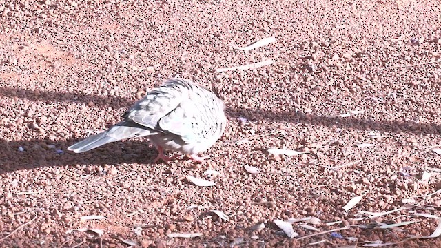 Crested Pigeon - ML637314874