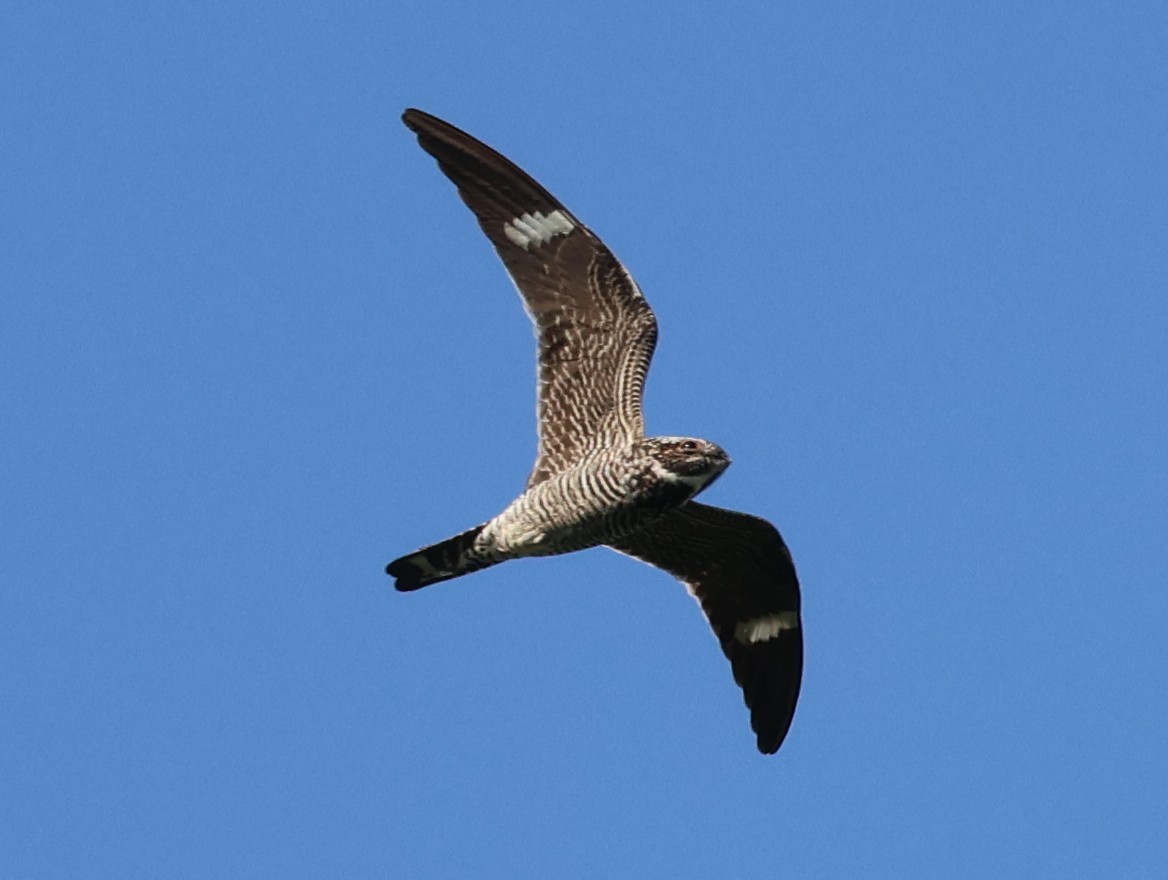 Common Nighthawk - Nathan Stimson