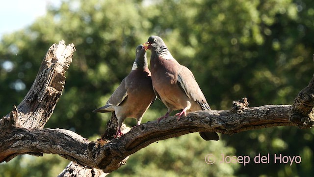 Common Wood-Pigeon - ML637315215