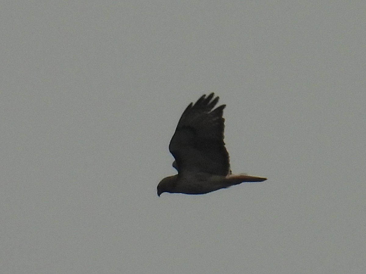Red-tailed Hawk - ML637315246