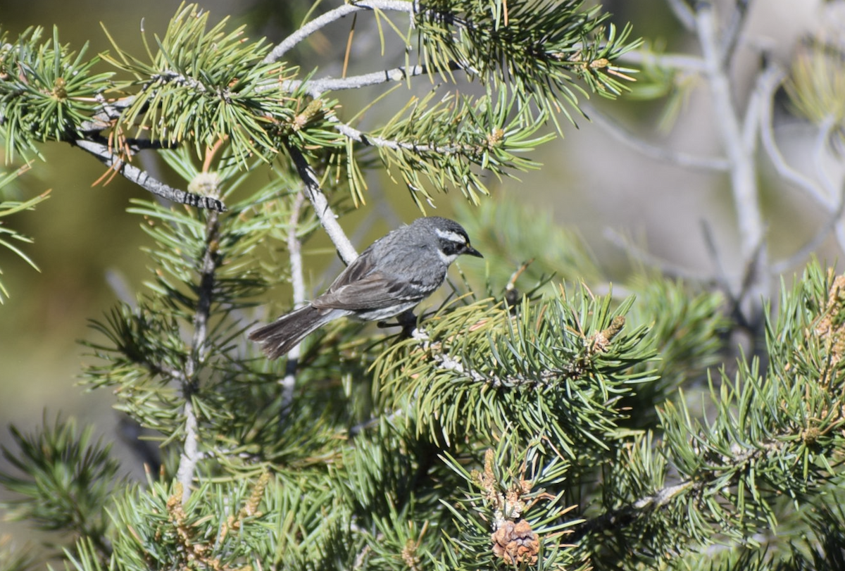 Black-throated Gray Warbler - ML637315291