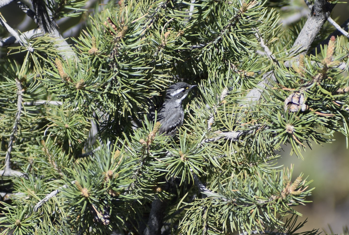Black-throated Gray Warbler - ML637315292