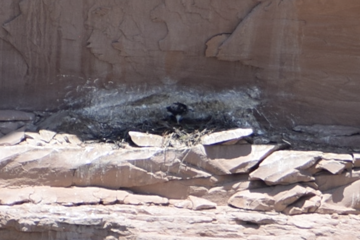 Red-tailed Hawk - ML637315298