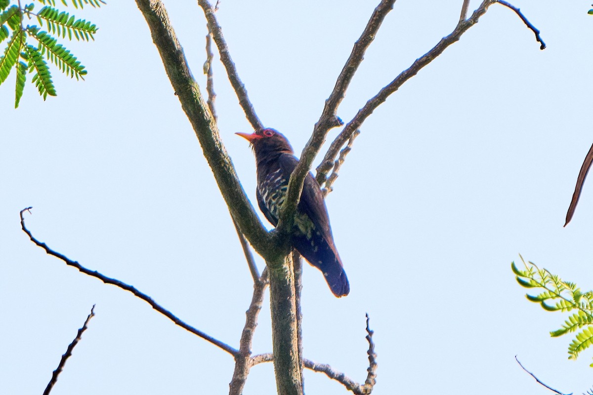Violet Cuckoo - ML637315319