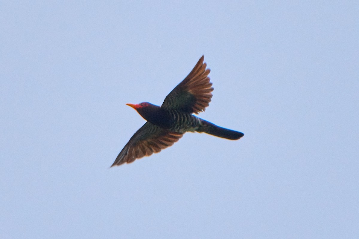 Violet Cuckoo - ML637315320
