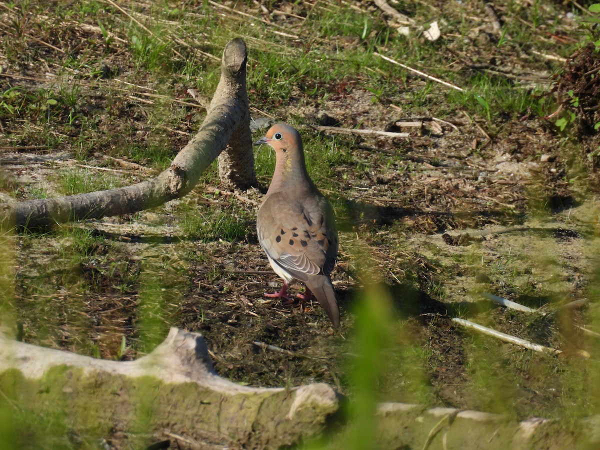 Mourning Dove - ML637315384