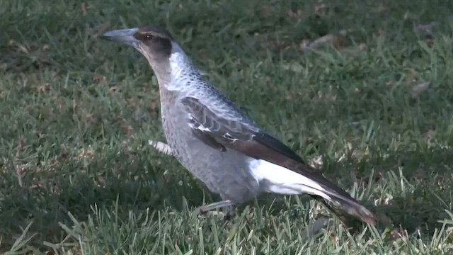 Australian Magpie - ML637315385