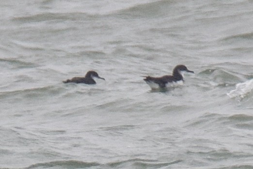 Manx Shearwater - ML637315390