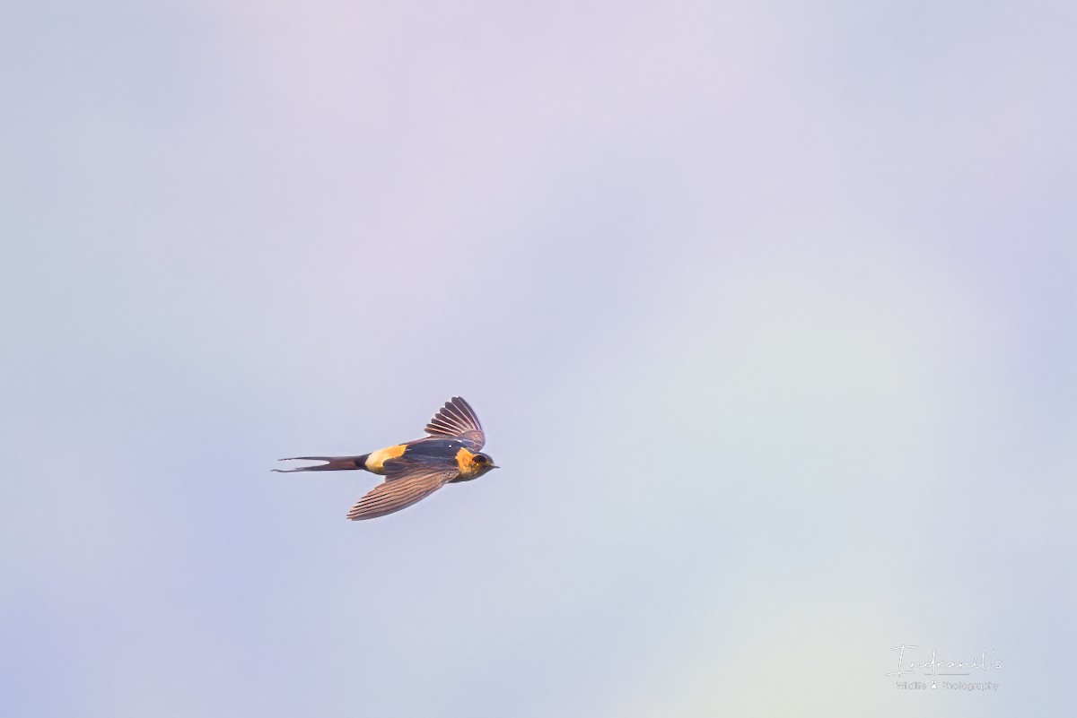 Eastern Red-rumped Swallow - ML637315398