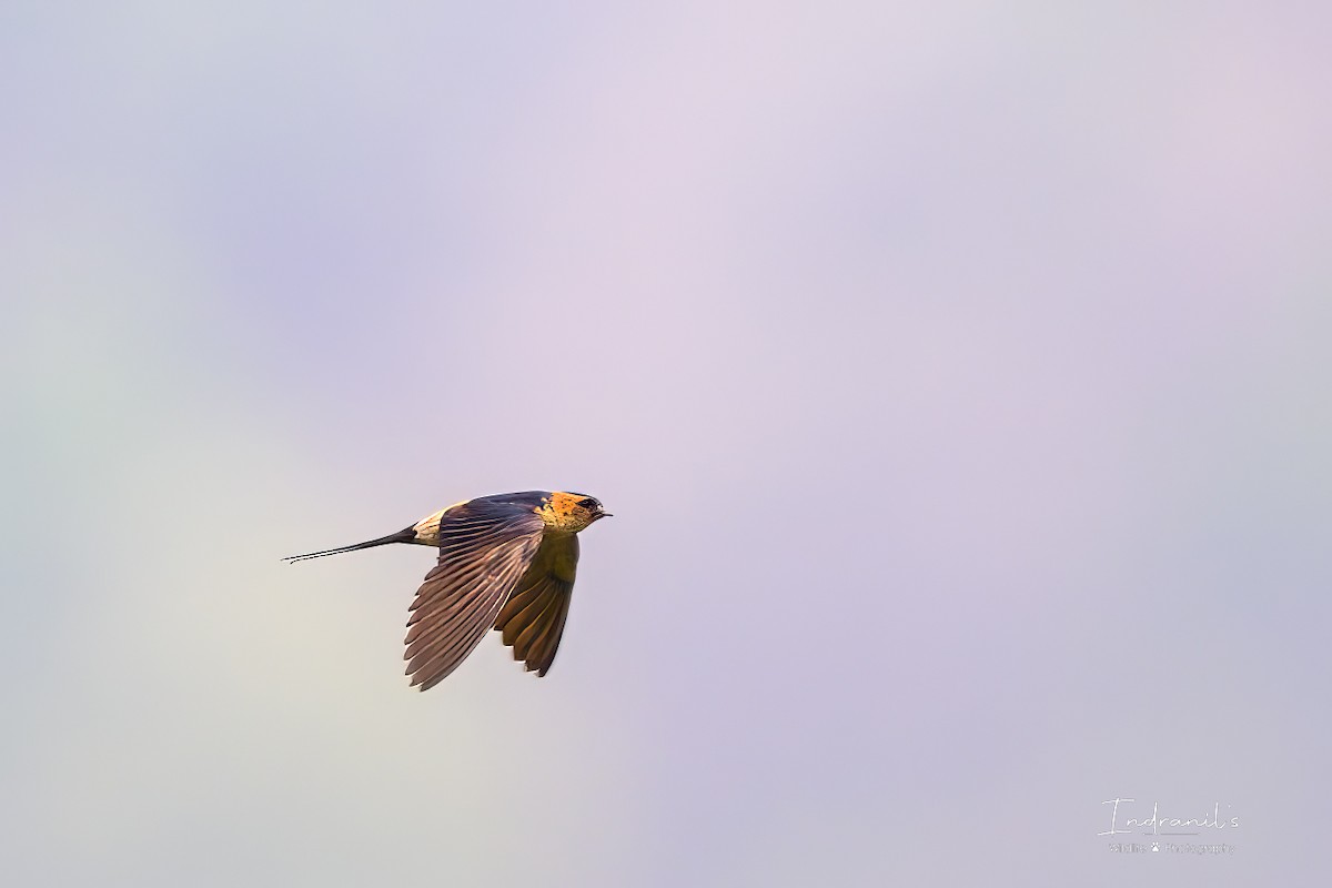 Eastern Red-rumped Swallow - ML637315399