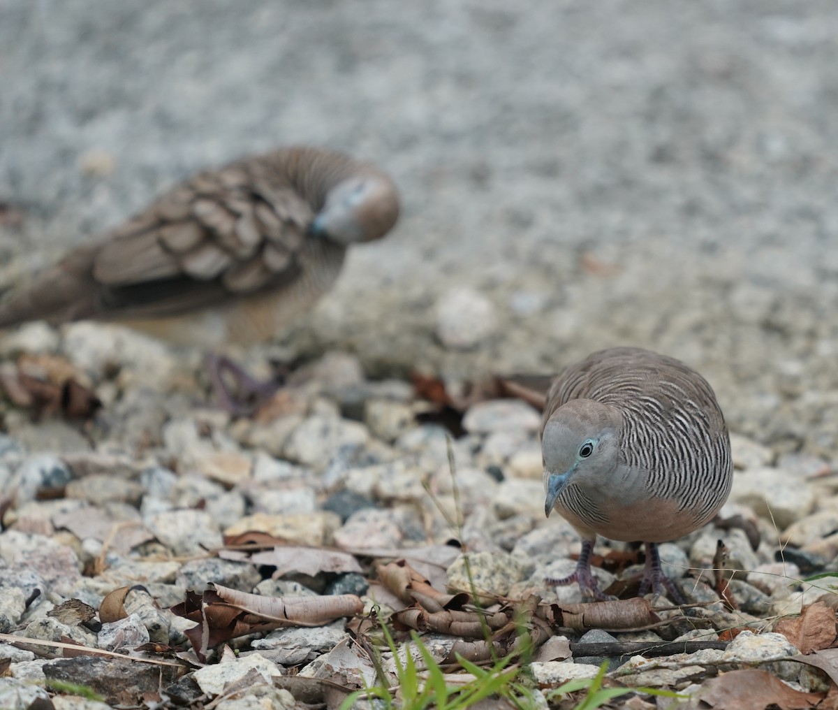 Zebra Dove - ML637315429