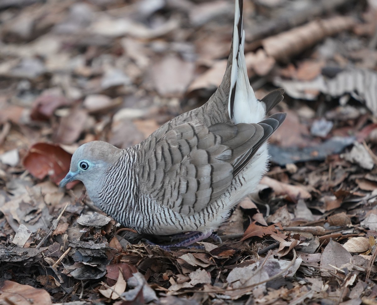 Zebra Dove - ML637315430