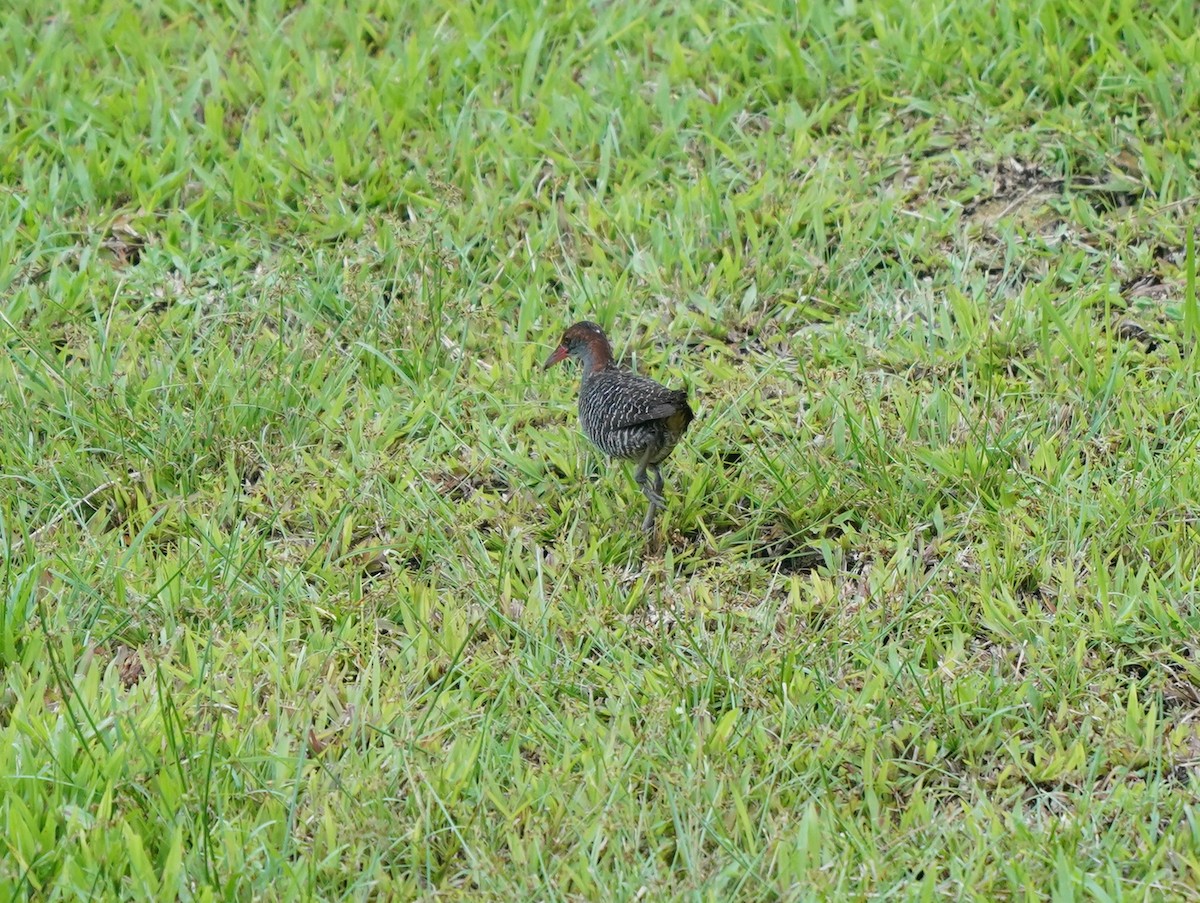 Slaty-breasted Rail - ML637315496