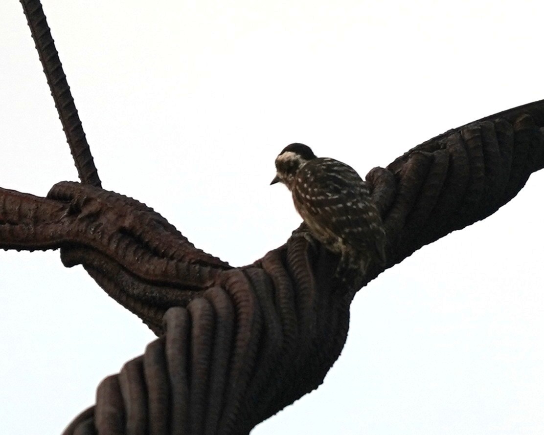 Sunda Pygmy Woodpecker - ML637315550