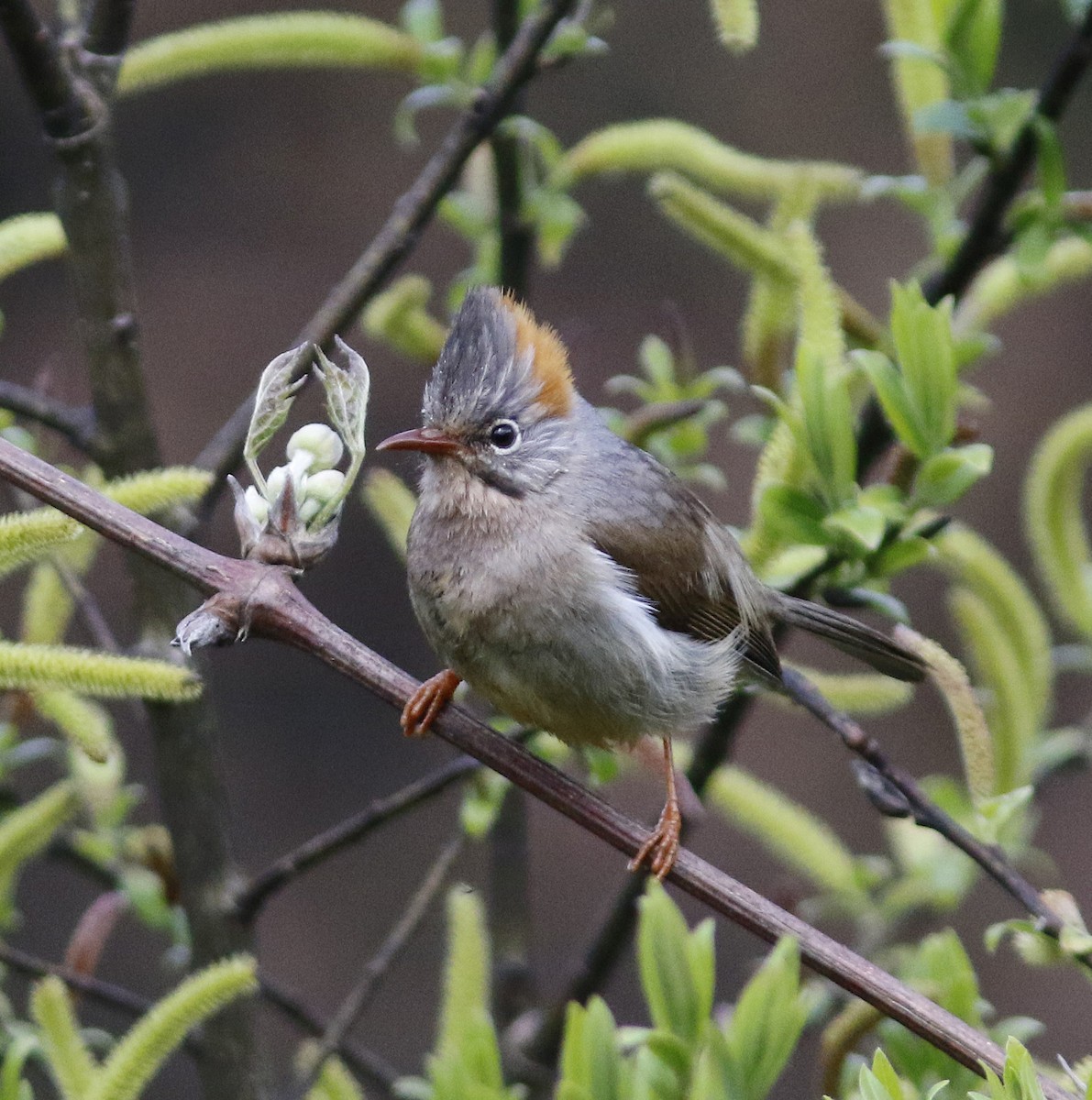 Rufous-vented Yuhina - ML637315605
