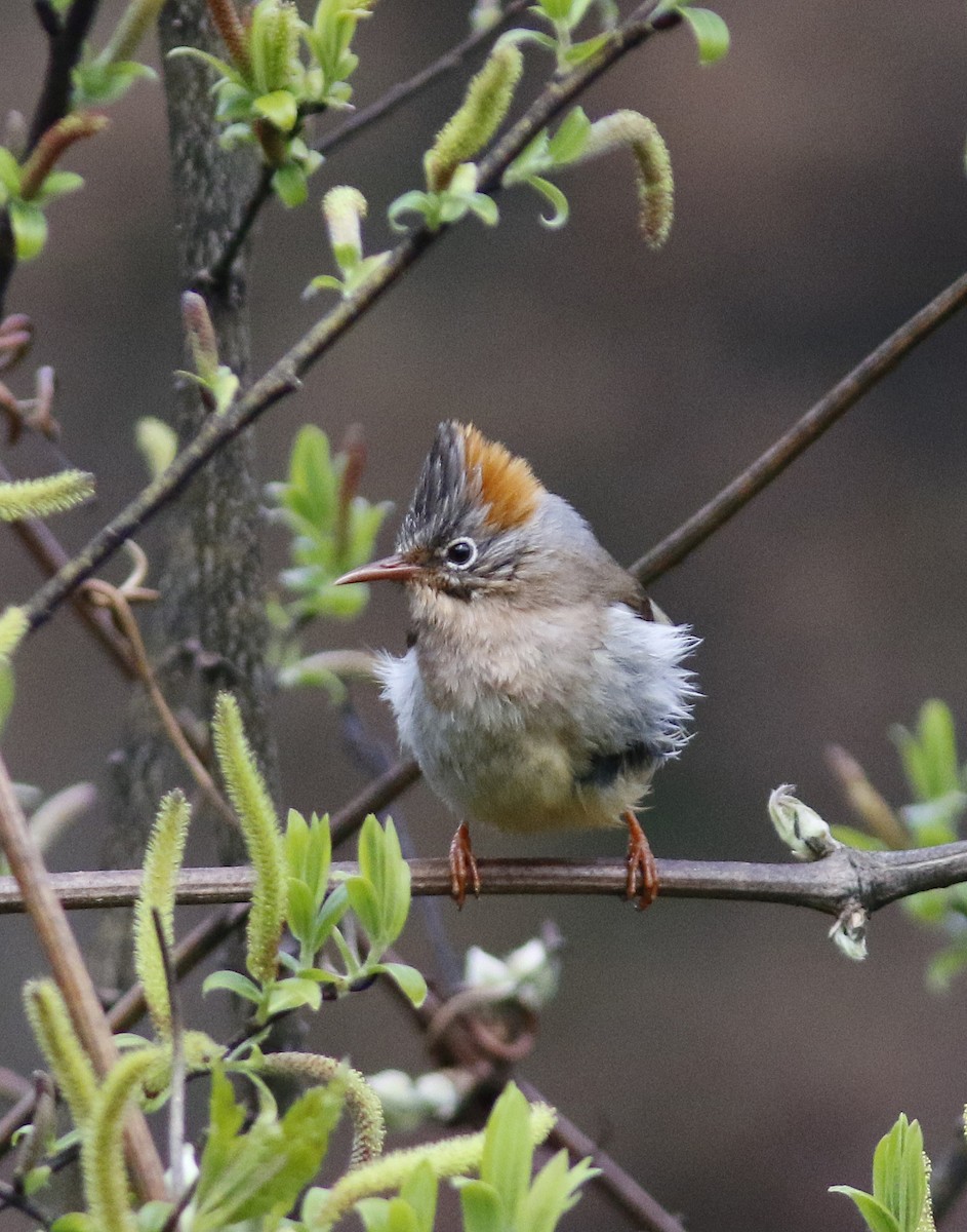 Rufous-vented Yuhina - ML637315607